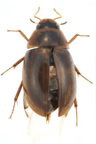 Réf. 245 913 : Enochrus fuscipennis
